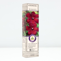 Клематис крупноцветковый "Вестерплатте", туба, 1 шт, Весна 2025 Клематис крупноцветковый "Вестерплатте", туба, 1 шт, Весна 2025