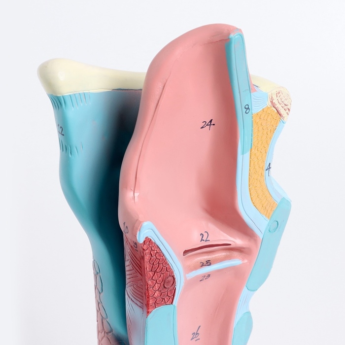 Макет Макет "Гортань человека" разборная 20см