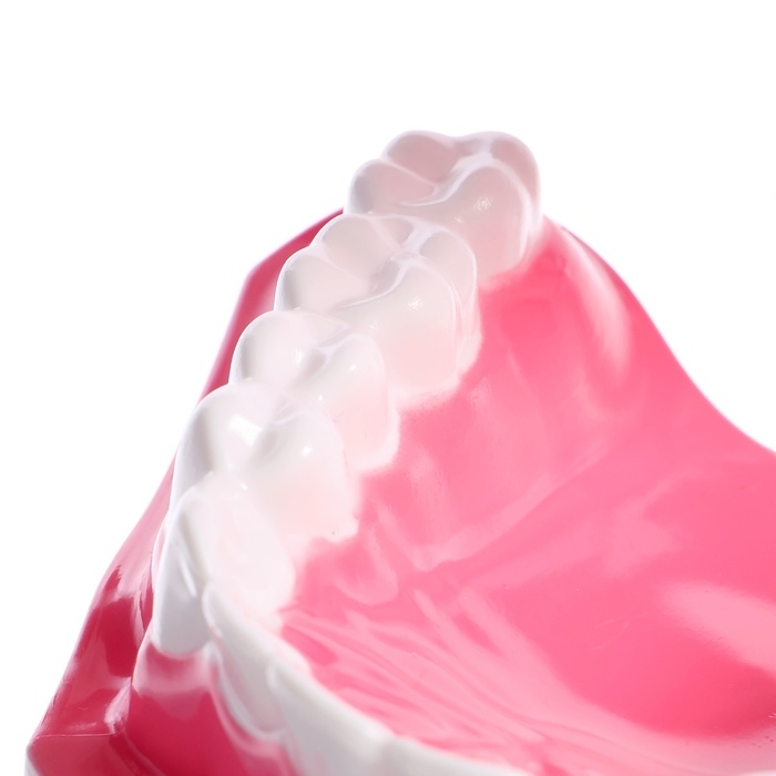 Игровой набор &laquo;Макет челюсти человека&raquo;, 12 &times; 9 см, с щёткой, щётка цвета МИКС