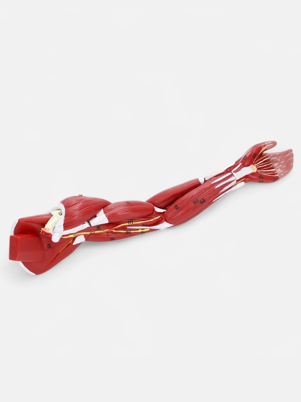 Макет Макет "Рука, мышечное строение" 38см