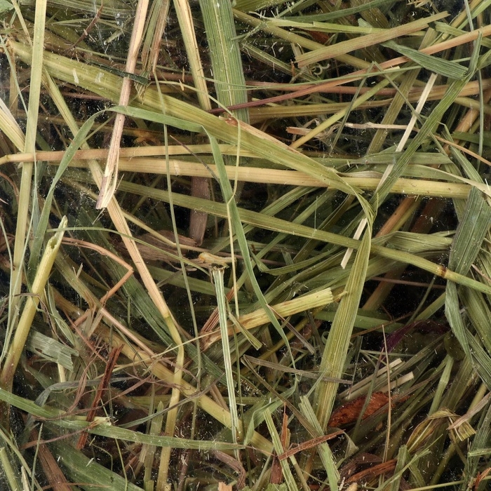 Сено с овощами &laquo;Пижон&raquo; для грызунов, 20 л, 500 г