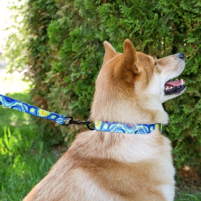Ошейник «Искусство», застёжка - фастекс, 2.5 см, 40-55 см Ошейник «Искусство», застёжка - фастекс, 2.5 см, 40-55 см