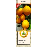 Цитрус "Лимон Мейера", туба, 1 шт, Весна 2025