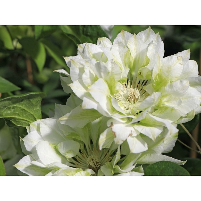 Клематис крупноцветковый Юкиокоши, С2 горшок, Н20-40 высота, 1 шт, Лето 2024 Клематис крупноцветковый Юкиокоши, С2 горшок, Н20-40 высота, 1 шт, Лето 2024