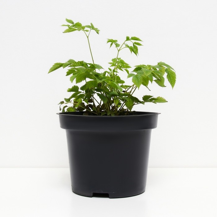 Волжанка двудомная, С2 горшок, Н10-50 высота, 1 шт, Осень 2024 Волжанка двудомная, С2 горшок, Н10-50 высота, 1 шт, Осень 2024