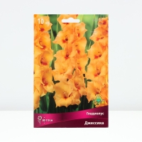 Гладиолус крупноцветковый &laquo;Джессика&raquo;, луковица цветов в пакете с перфорацией, р-р 10/12, 10 шт.