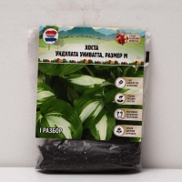 Хоста Undulata Univittata, корневище в пакете с торфогрунтом, р-р I, размер M,1 шт.