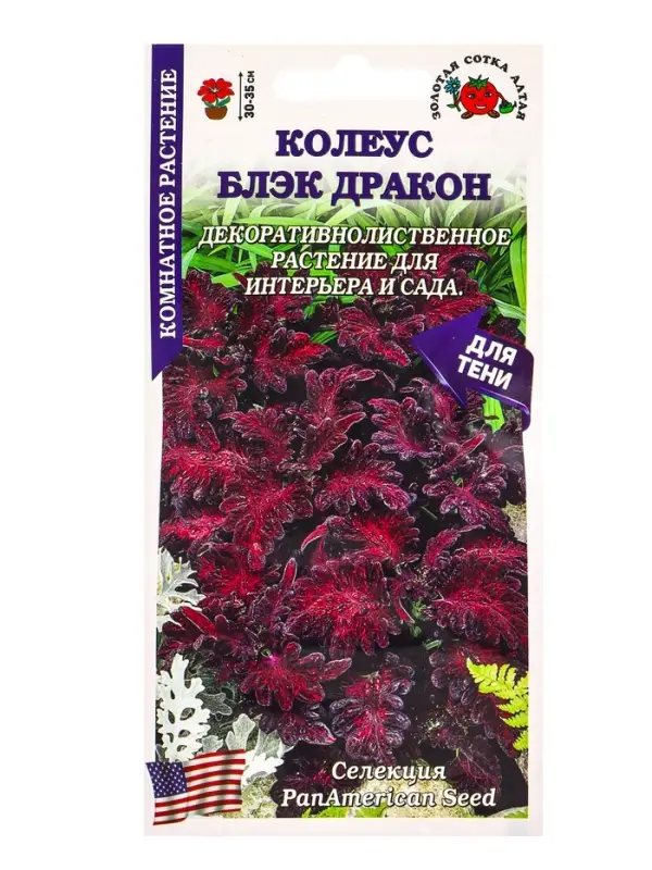 Семена Ком: Колеус Блэк Дракон /Сотка/ 10шт/ бордо. h-35см PanAm/*500
