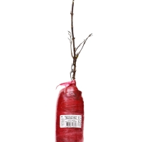 Вейгела цветущая Люкс &laquo;Винтаж Лав&raquo;, саженец, туба, 1 шт.