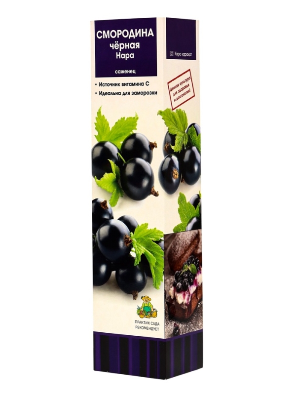 Смородина черная &laquo;Нара&raquo;, традиционные сорта, саженец, плодовый, 1 шт., туба