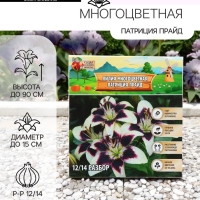 Лилия Многоцветная &laquo;Патриция Прайд&raquo;, луковица в пакете с перфорацией, р-р 12/14, 3 шт.