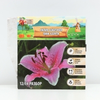 Лилия Азиатская Pink County, луковица в пакете с перфорацией, р-р 12/14, 3 шт.