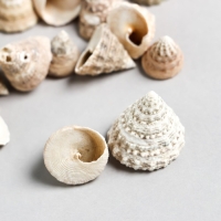 Ракушки декоративные "Zlatka" 100 г &plusmn; 7 г , 2.5 см