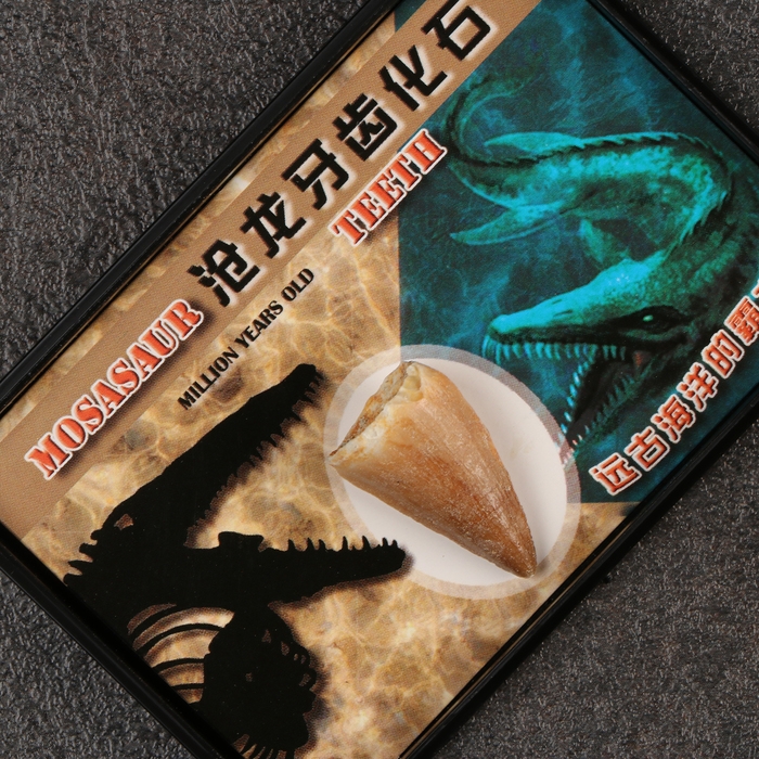 Набор зубов "Мазозавр"