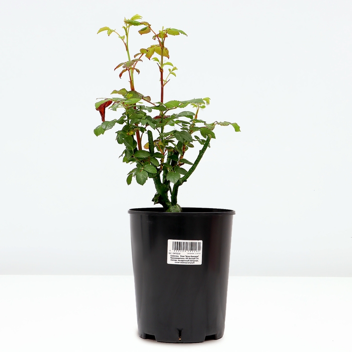 Саженец Розы Саженец Розы "Блек Баккара", Горшок С4, Лето 2024