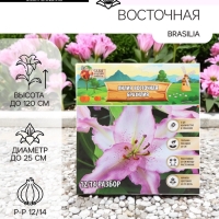 Лилия Восточная Brasilia, луковица в пакете с перфорацией, р-р 12/14, 3 шт.