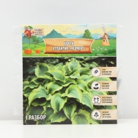 Хоста Atlantis, корневище в пакете с торфогрунтом, р-р I, размер L,1 шт.