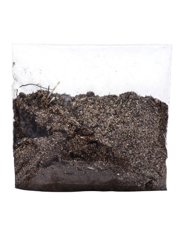 Флокс смесь сортов I, 2 шт, Весна 2025, ЭКОНОМ,