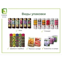 Смородина красная традиционные сорта "Розита" 1 шт, туба, Весна 2024