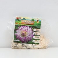 Георгина Кактусовидная HAYLEY JANE, клубелуковица в упаковке, р-р I, 1 шт.