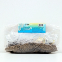 Флокс &laquo;Бамбини Кэнди Краш&raquo; ркорневище в пакете с торфогрунтом, -р I, 2 шт.