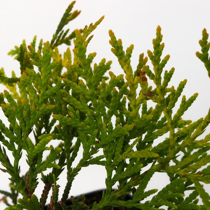 Туя западная Туя западная "Даника Ауреа", Р9, 1 шт, Осень 2024