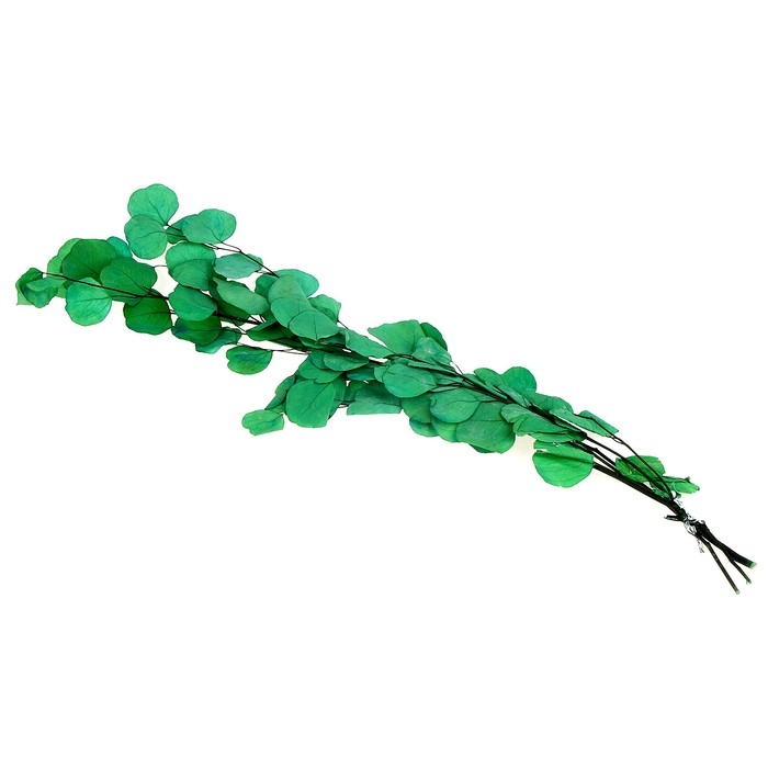 Сухоцвет персикого дерева, 50 г, длина — 70 см, цвет светло-зелёный Сухоцвет персикого дерева, 50 г, длина — 70 см, цвет светло-зелёный