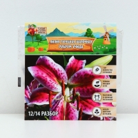 Лилия Турецкая шапочная "Spec.Var. Rubrum Uchida", р-р 12/14, 2 шт.