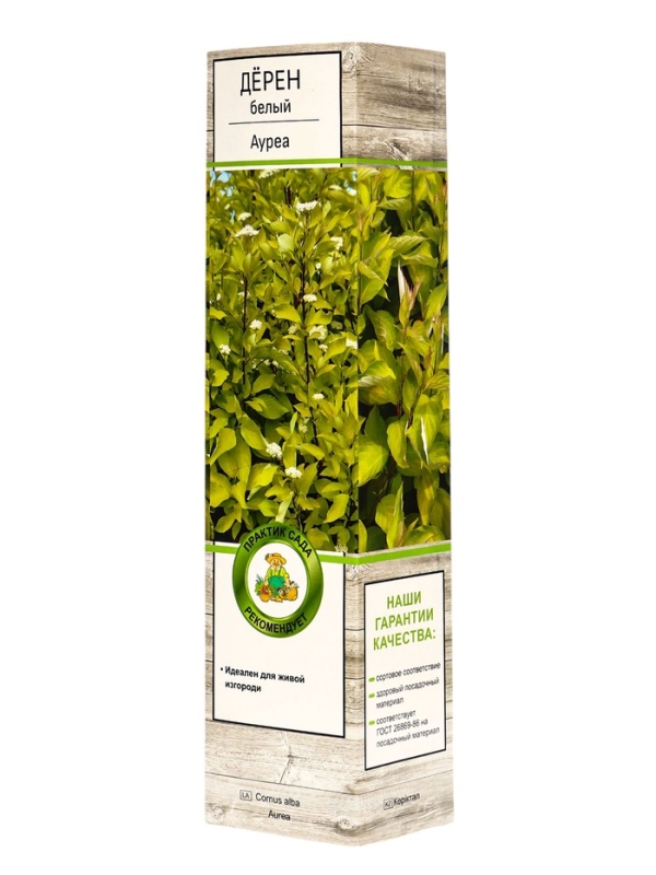 Дерен белый &laquo;Ауреа&raquo;, саженец, декоративный, 1 шт., туба