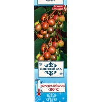 Актинидия аргута (Серия Северный сад) &laquo;Женева &raquo;, саженец,1 шт., туба