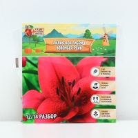 Лилия АОА гибрид November Rain, луковица в пакете с перфорацией, р-р 12/14, 2 шт.