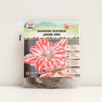 Амариллис Махровый Dancing Queen, многолетник, луковица, р-р 22/24, 1 шт.