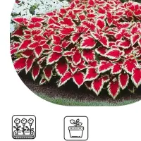 Семена цветов Колеус балконный "Бургундское вино", ц/п, 5 шт