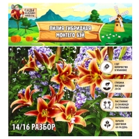 Лилия гибридная &laquo;Монтего Бэй&raquo;, луковица в пакете с перфорацией, р-р 14/16, 2 шт.