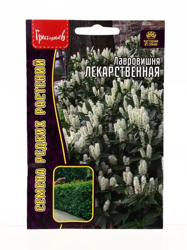 Семена цветов Лавровишня Лекарственная 3 шт. / НОВИНКА  12.29 г.