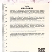 Купальница гибридная Чеддар, р-р I, 1 шт, Весна 2025