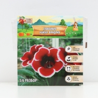 Глоксиния &laquo;Кайзер Фридрих&raquo;, многолетник, комнатный, луковица в пакете с перфорацией, р-р 5/6, 2 шт.