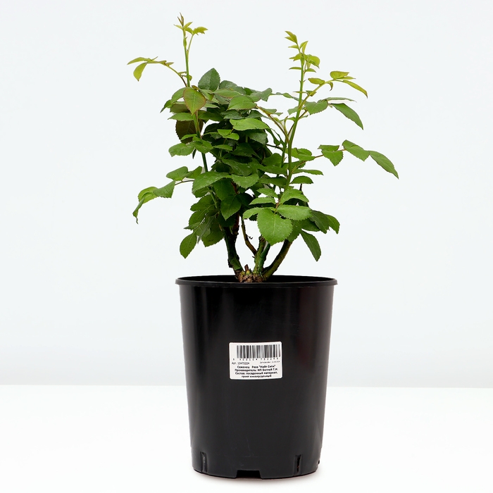 Саженец Розы Саженец Розы "Найт Сити", Горшок С4, Лето 2024