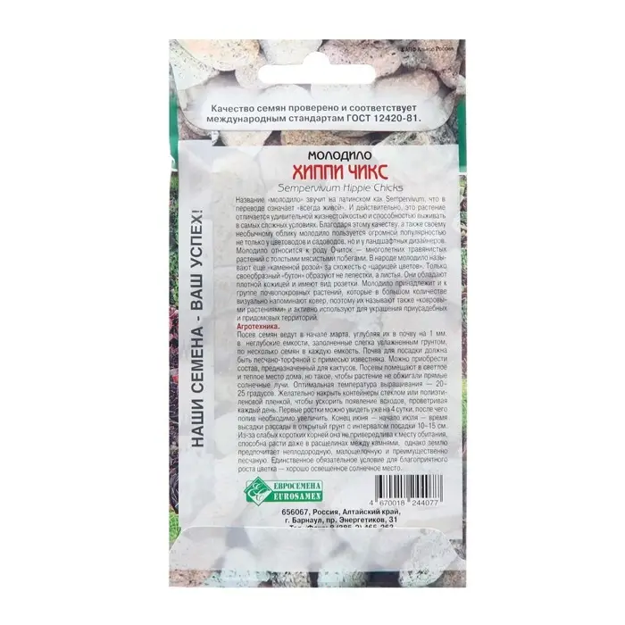 Семена Молодило "Хиппи Чикс",  5 шт