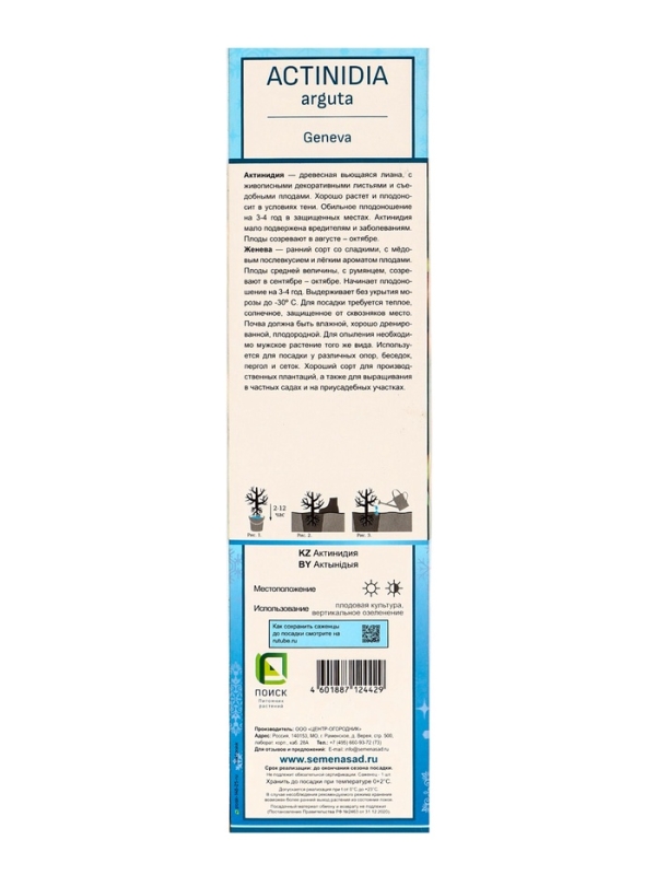 Актинидия аргута (Серия Северный сад) &laquo;Женева &raquo;, саженец,1 шт., туба