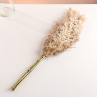 Набор сухоцветов "Камыш", банч длина 65 (+/- 6 см), натуральный