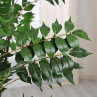 Дерево искусственное "Акация" в горшке, 180 см