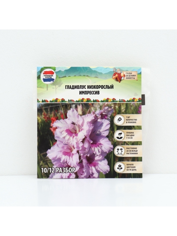 Гладиолус Низкорослый &laquo;Импрессив&raquo;, луковица цветов в пакете с перфорацией, р-р 10+, 7 шт.