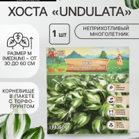 Хоста Undulata Mediovariegata, корневище в пакете с торфогрунтом, р-р I, размер M,1 шт.