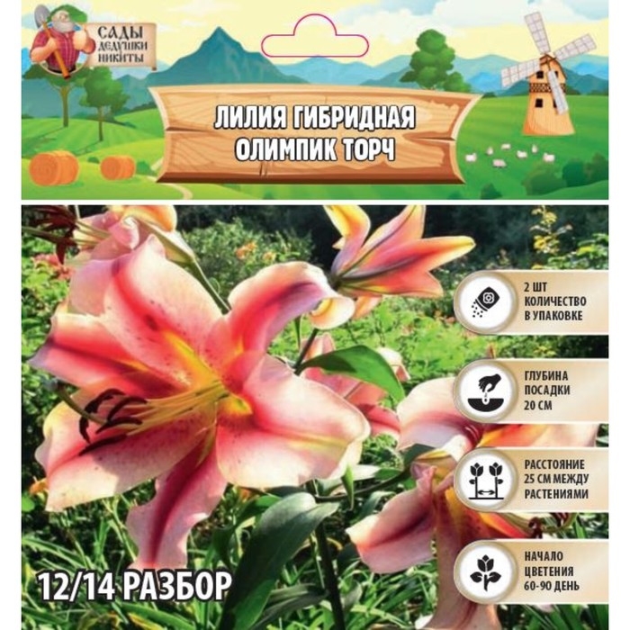 Лилия гибридная &laquo;Олимпик Торч&raquo;, луковица в пакете с перфорацией, р-р 14/16, 2 шт.