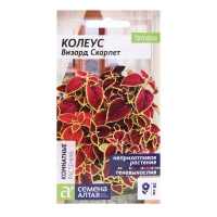 Семена комнатных цветов Колеус "Скарлет", 5 шт. Семена комнатных цветов Колеус "Скарлет", 5 шт.