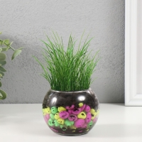 Набор для выращивания растений "Вырасти травку" шар прозрачный