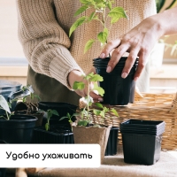 Набор для рассады: стаканы по 520 мл (8 шт.), поддон 40 &times; 30 см, чёрный, Greengo