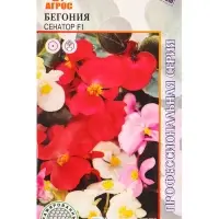 Семена Бегония "Сенатор"  F1 15 шт