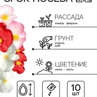 Семена  цветов Бегония вечноцветущая "Сенатор F1", смесь, О, 10 шт